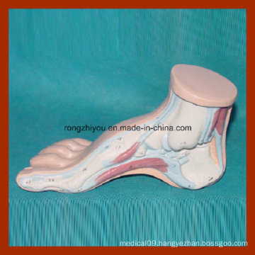 Medical Human Arched Foot Model Human Anatomical Foot Model